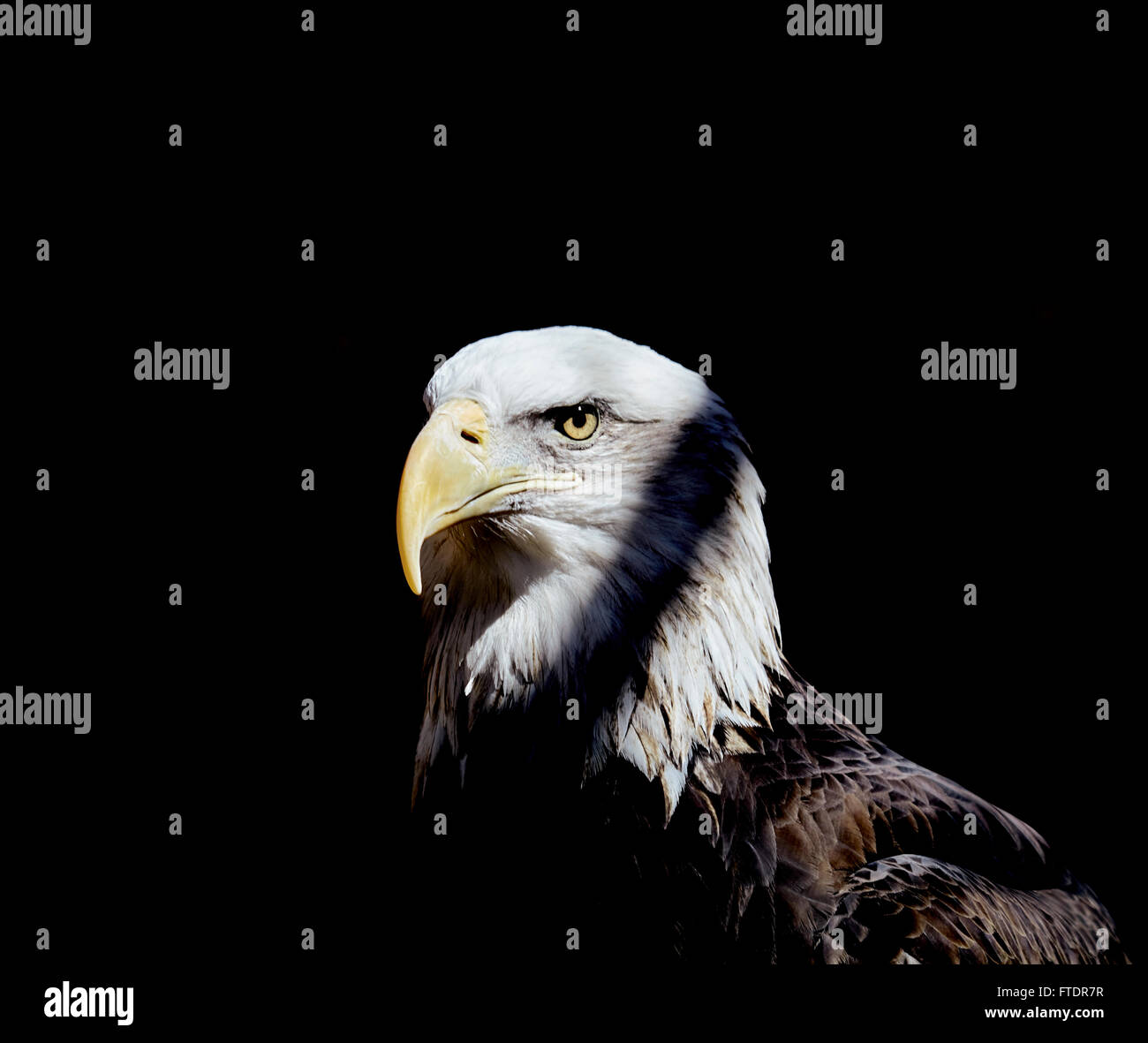 North american bald eagle hi-res stock photography and images - Alamy