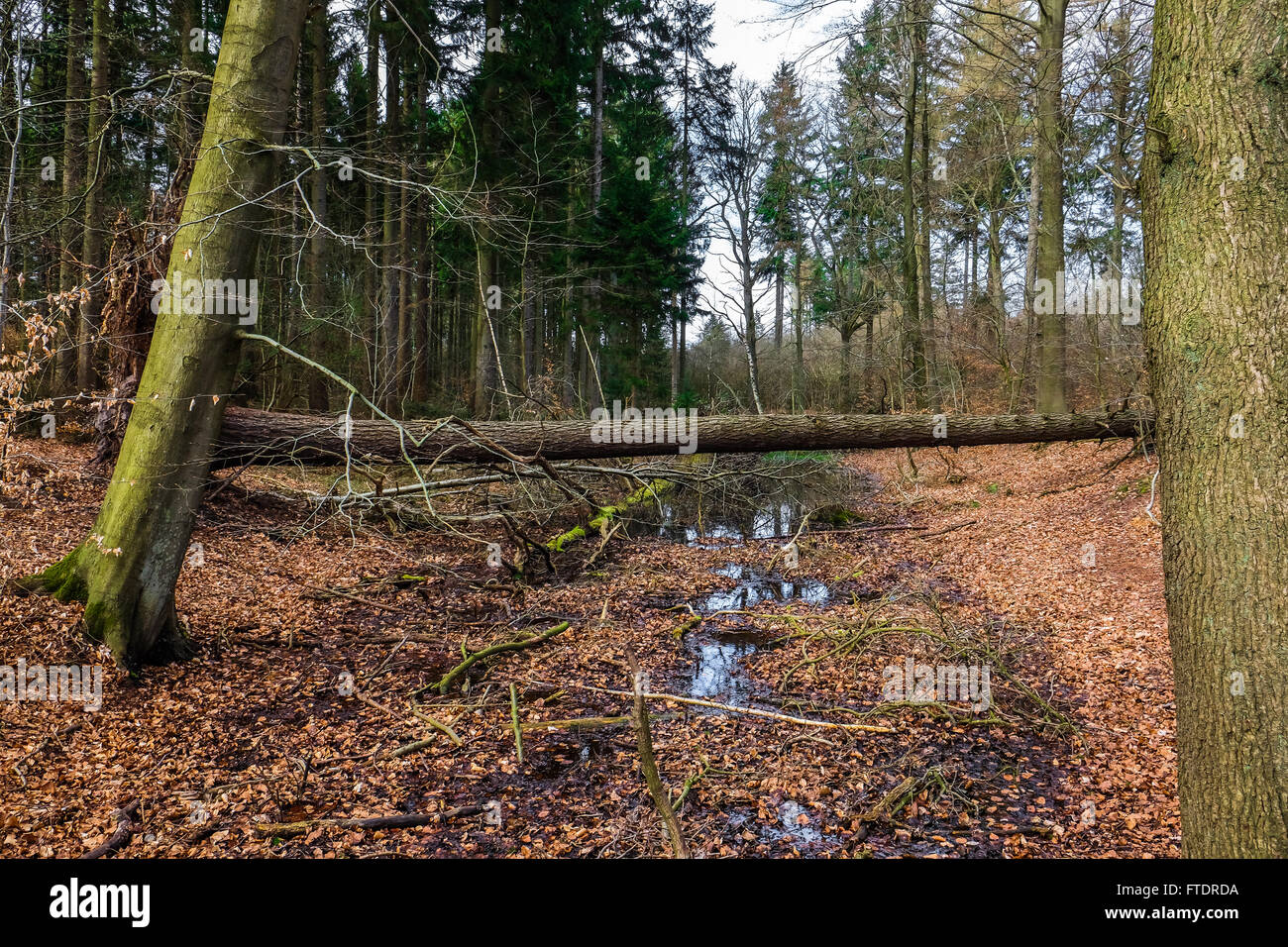 fallen tree trunk works as a bridge over a river in a danish forest Stock Photo