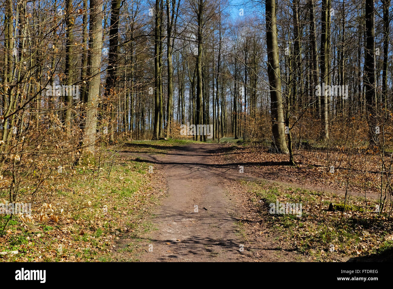 small pathway and big pathway crossing in a danish wood Stock Photo