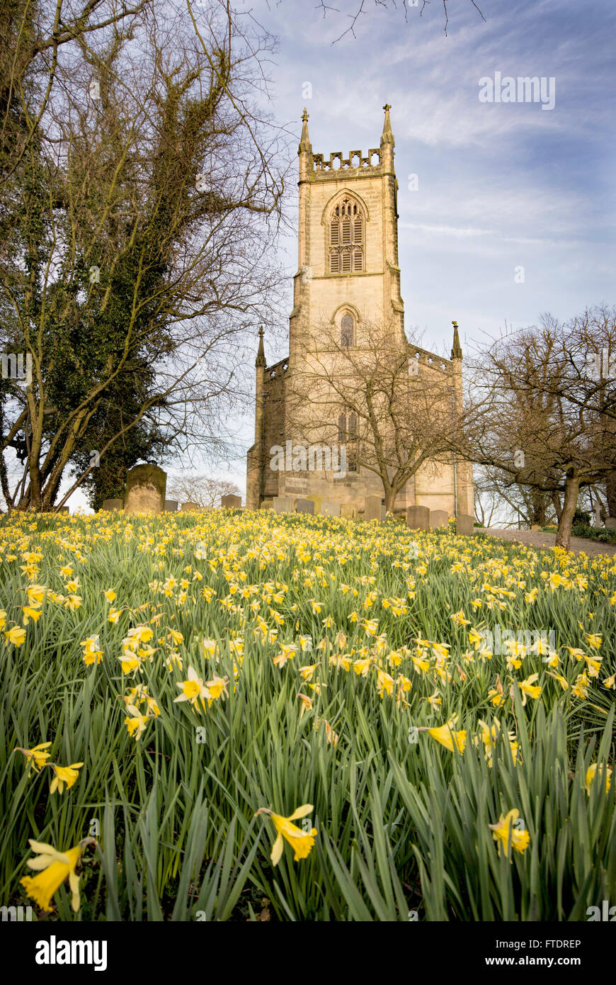 Birdsall Church, carpeted with Daffodils Stock Photo