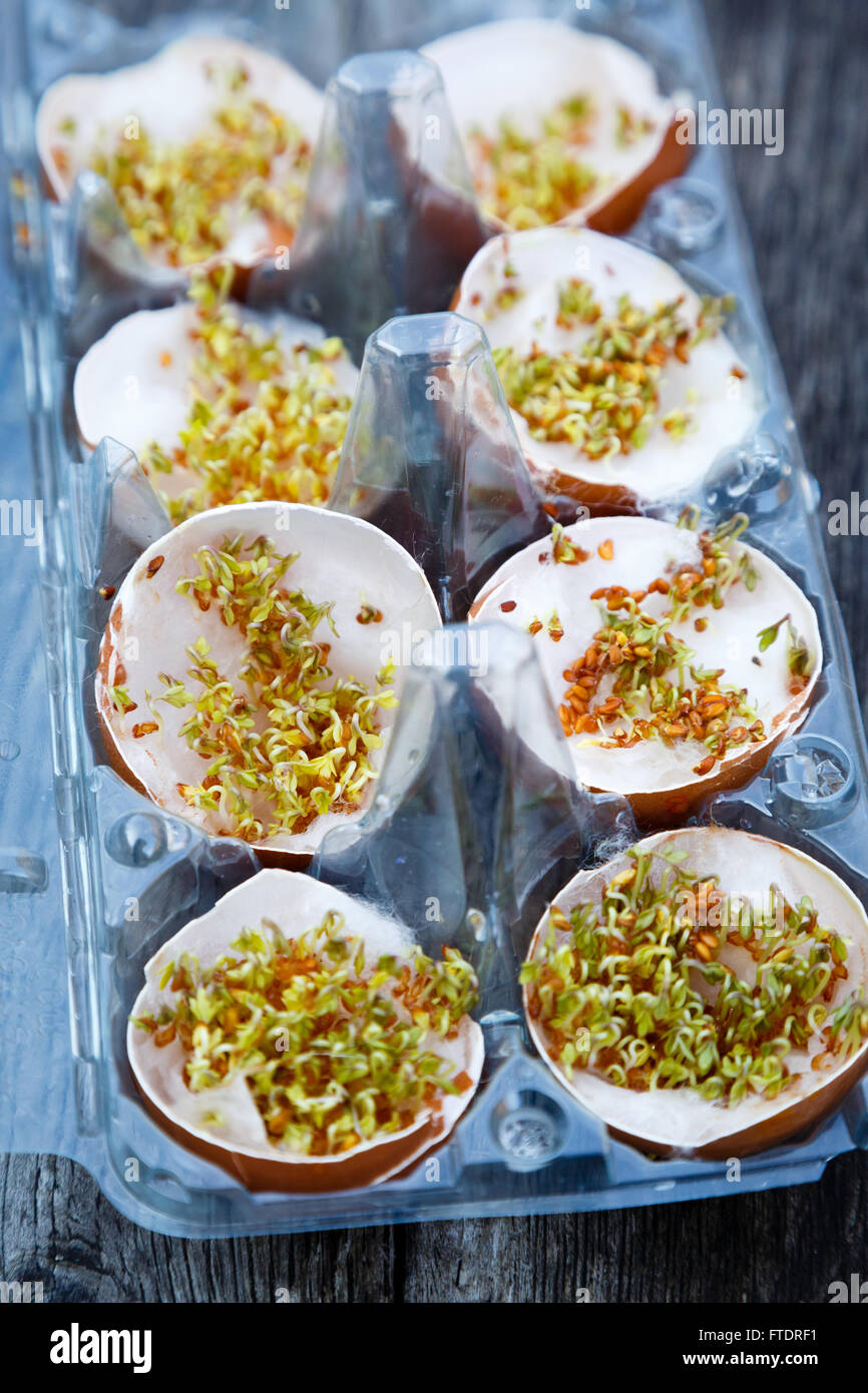Cress sprouts in the shell of the egg Stock Photo