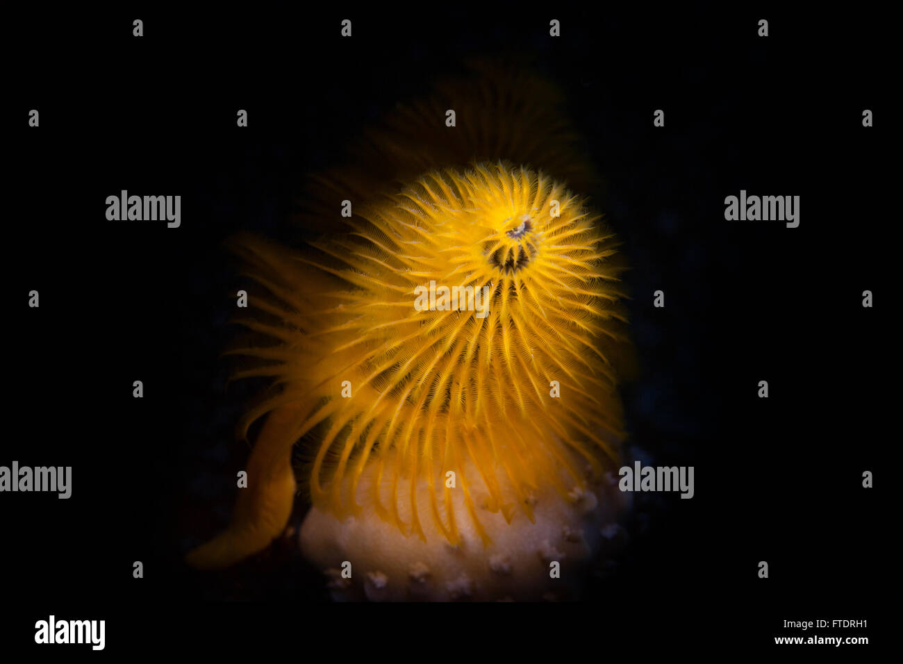 Christmas Tree Worm Spirobranchus Giganteus Stock Photo Alamy