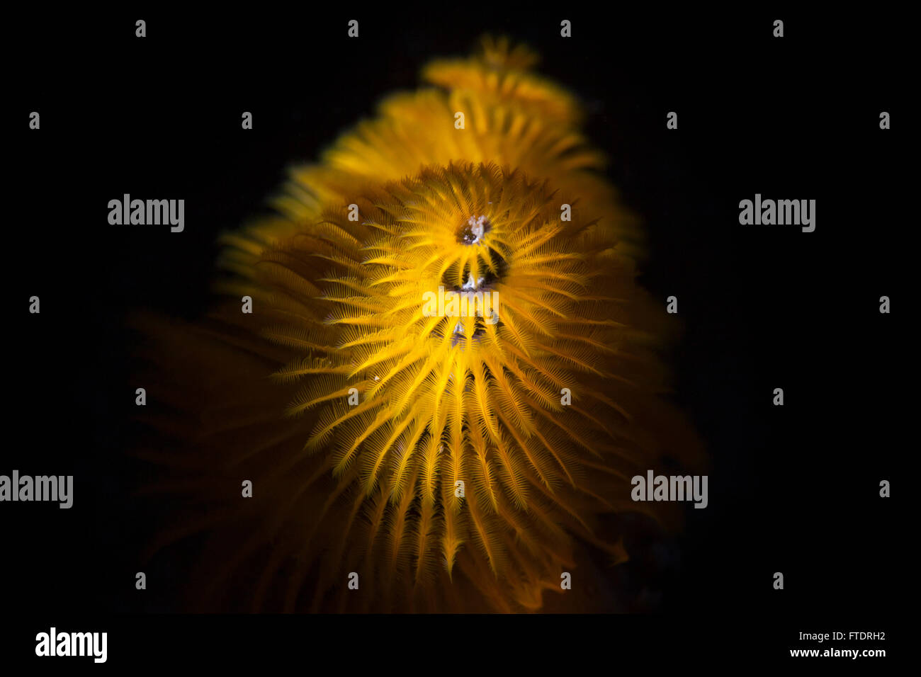 Christmas Tree Worm Spirobranchus Giganteus Stock Photo Alamy