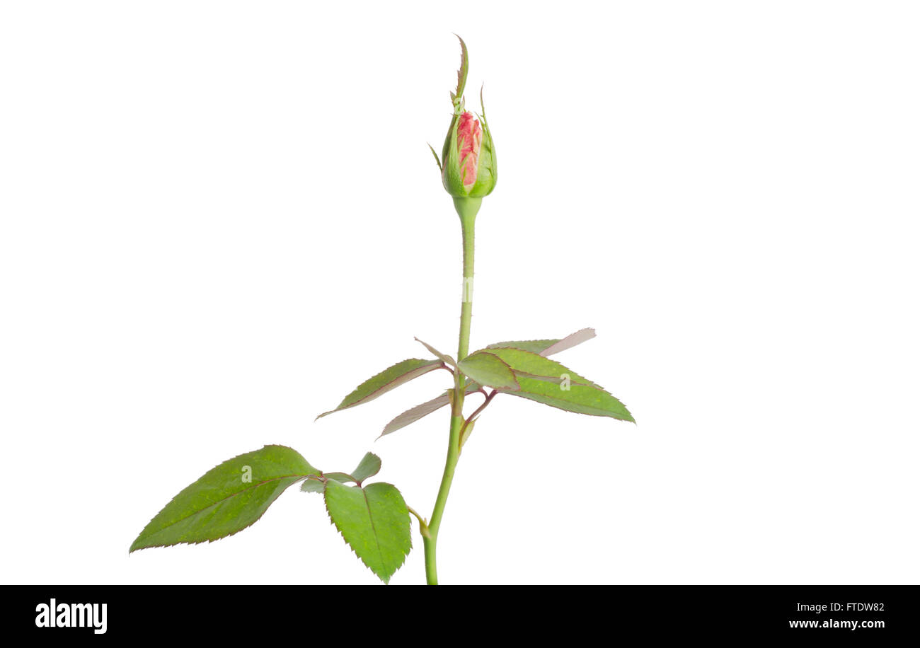 rose bud isolated on white background Stock Photo