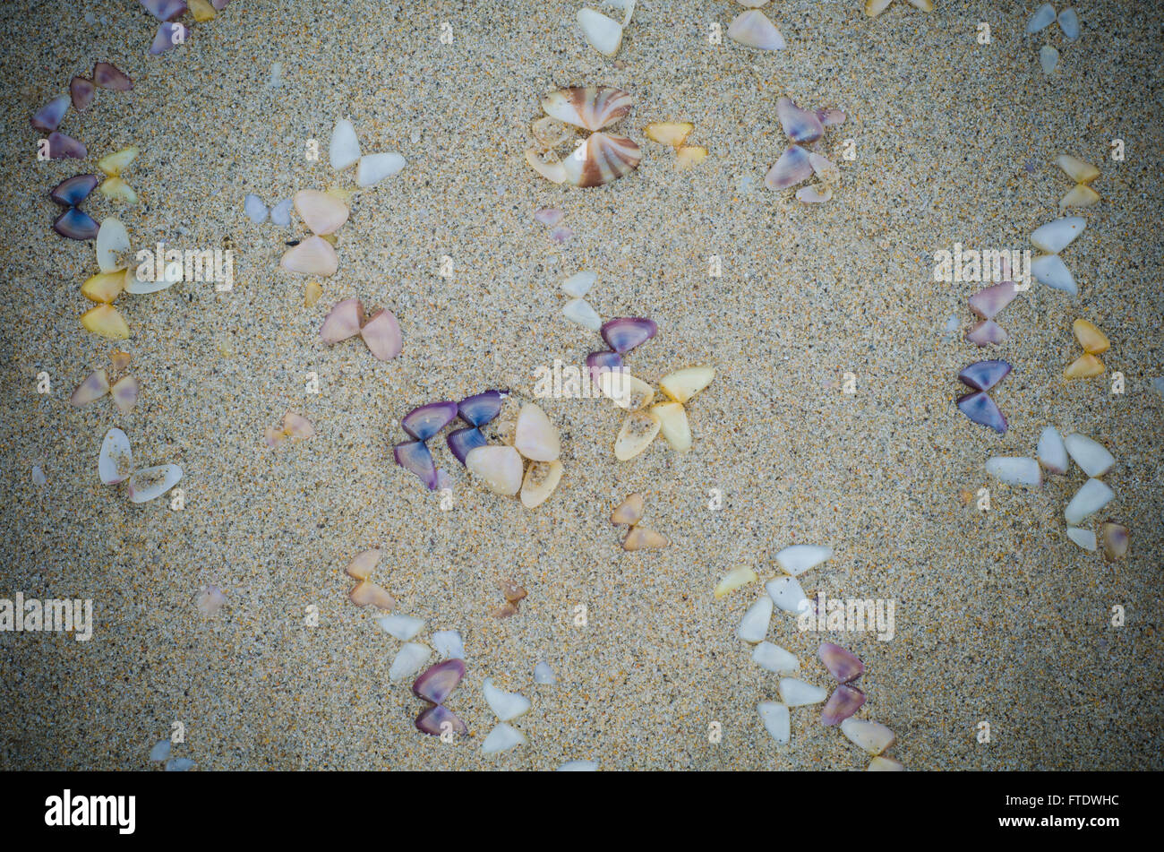 Wet beach sand with seashells background Stock Photo