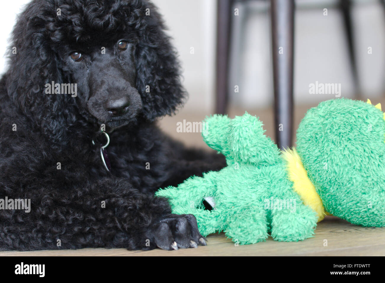 12 week old standard deals poodle
