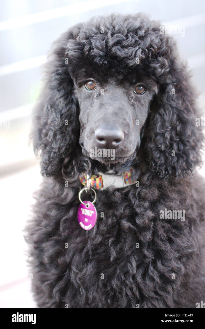 11 week store old standard poodle