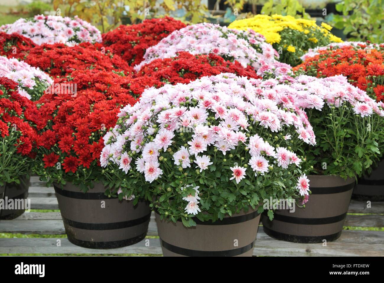 Display of fall chrysanthemums Stock Photo