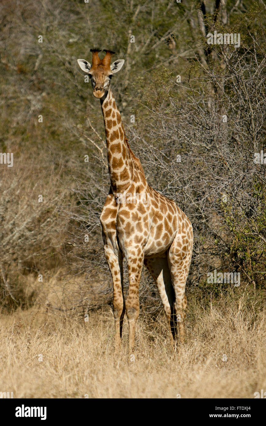 Giraffe in wild hi-res stock photography and images - Alamy