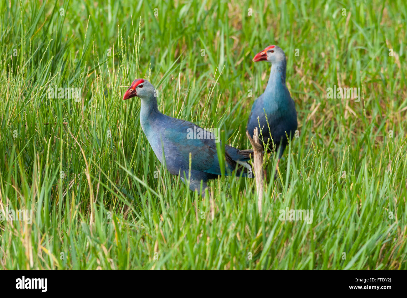 Purple Moorhen (Porphyrio Porphyrio) Stock Photo