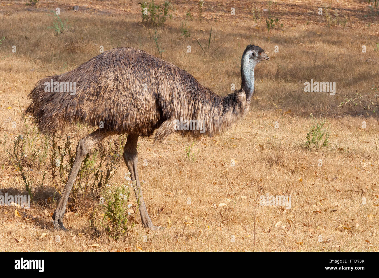 Emu (Dromaius novaehollandiae) Stock Photo