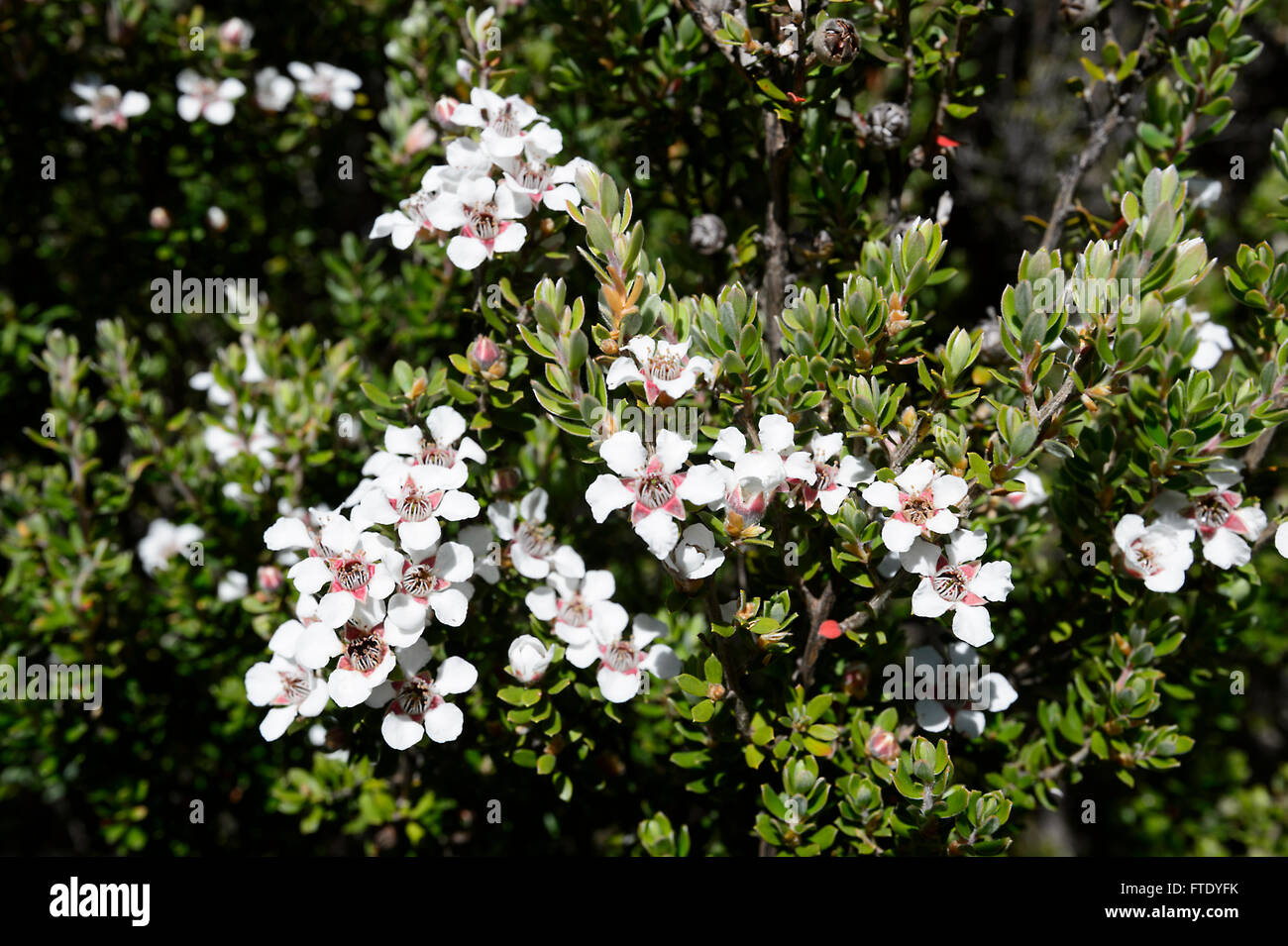 Woolly Teatree (Leptospermum lanigerum), Cradle Mountain-Lake St Clair National Park, Tasmania, TAS, Australia Stock Photo