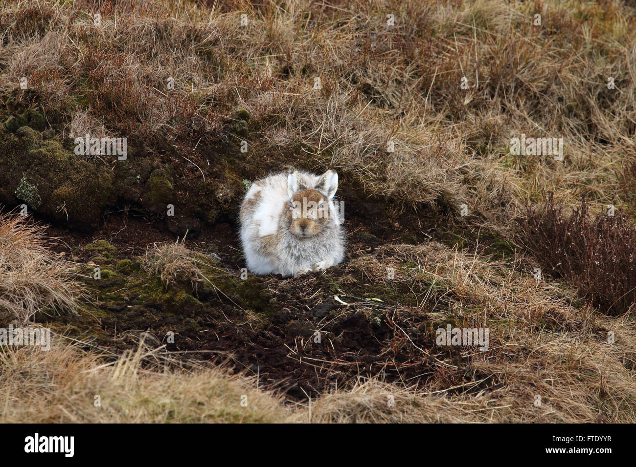 Mountain Hare lepus timidus hiding under undercut peat on moorland in the process of moulting it white winter coat Stock Photo