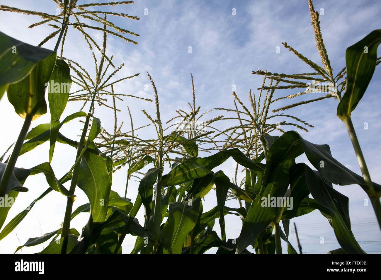 Young shoots of the sweetcorn plant thrust skywards in the early morning sunlight. Stock Photo