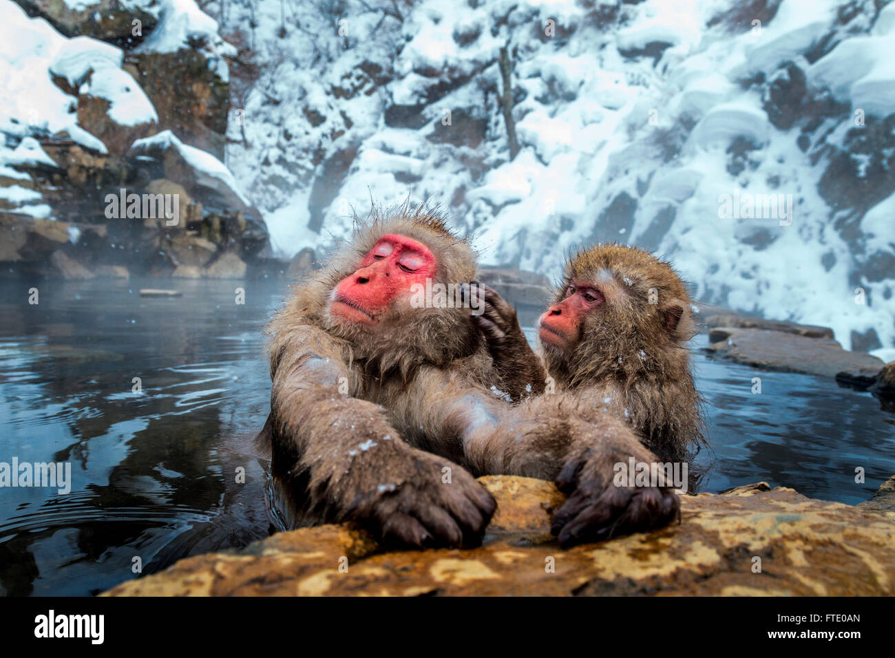 Snow monkeys grooming at Jigokudani's hot spring, Japan. Stock Photo