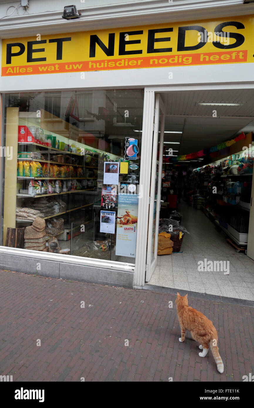 Amusing snap of a cat looking into the 'Pets Needs' pet shop in Delft, Netherlands. Stock Photo