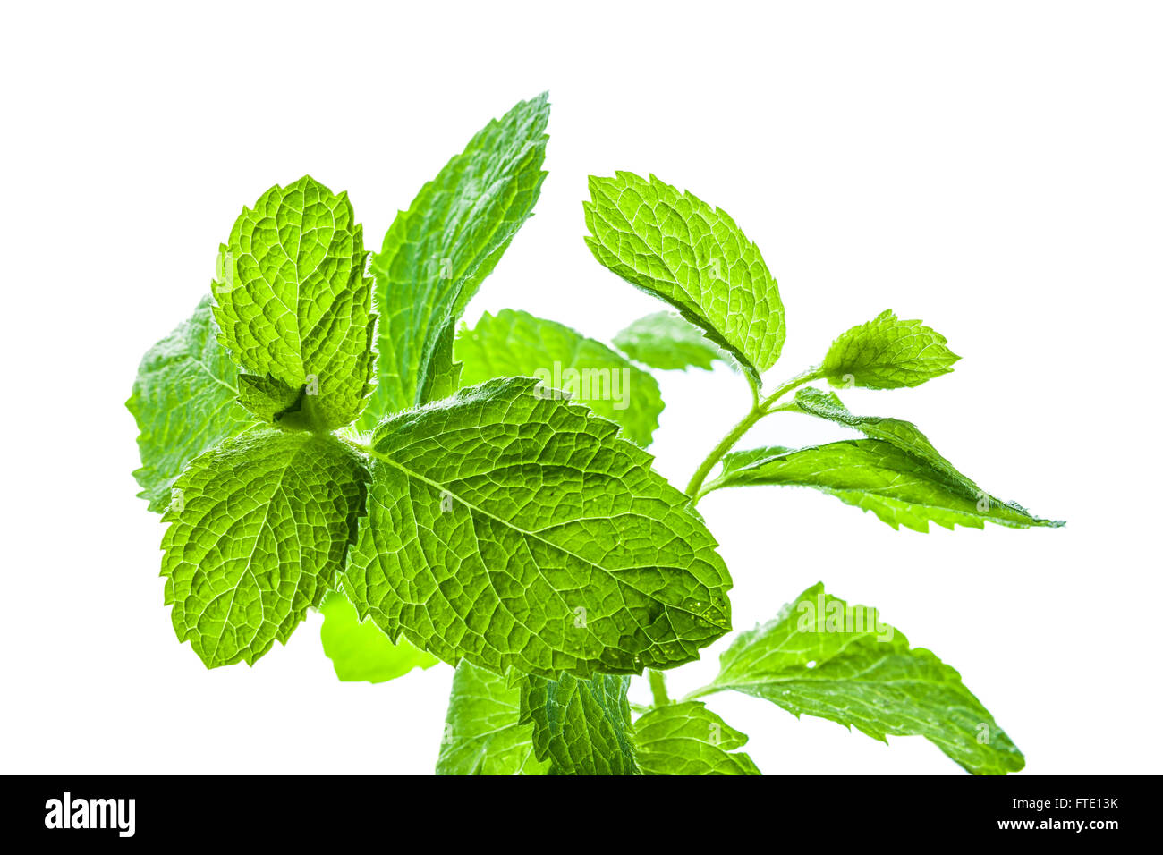 Mint leaves bunch isolated on white background Stock Photo Alamy