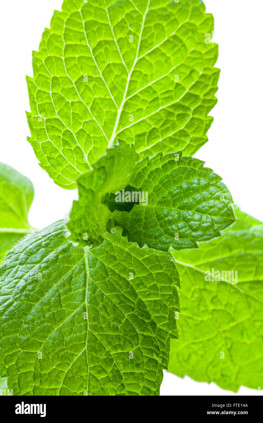 Paper Mint Stock Photo, Picture and Royalty Free Image. Image