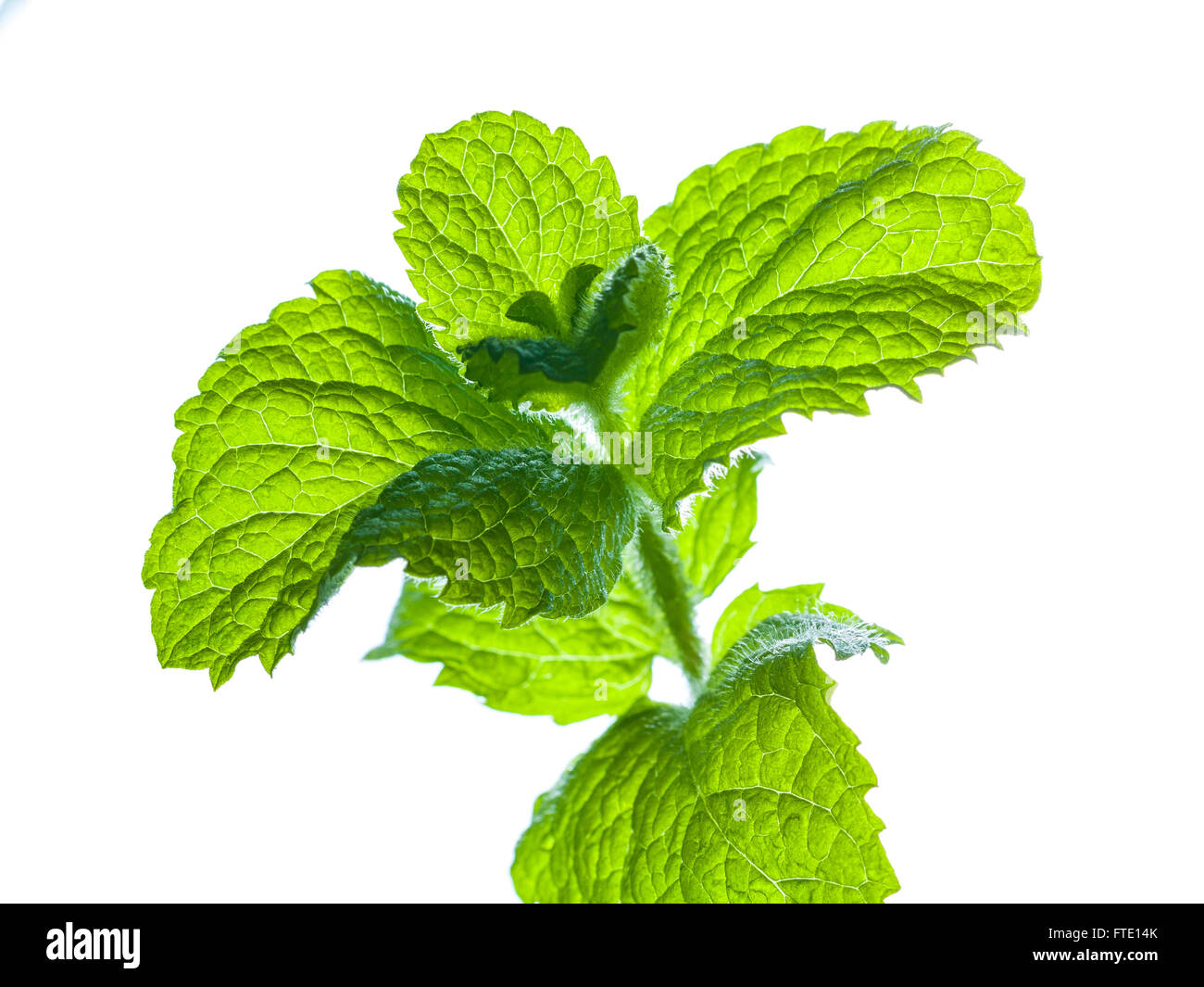 Mint leaves sprout isolated on white background Stock Photo
