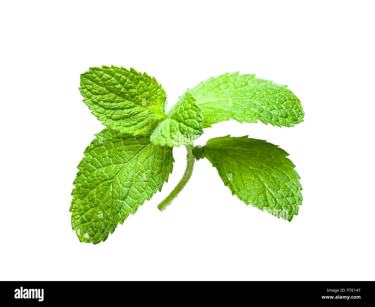Mint leaves sprout isolated on white background Stock Photo