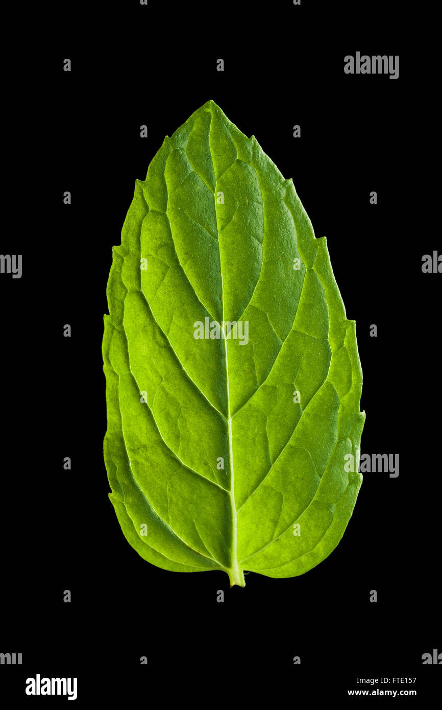 Single mint leaf isolated on black background Stock Photo