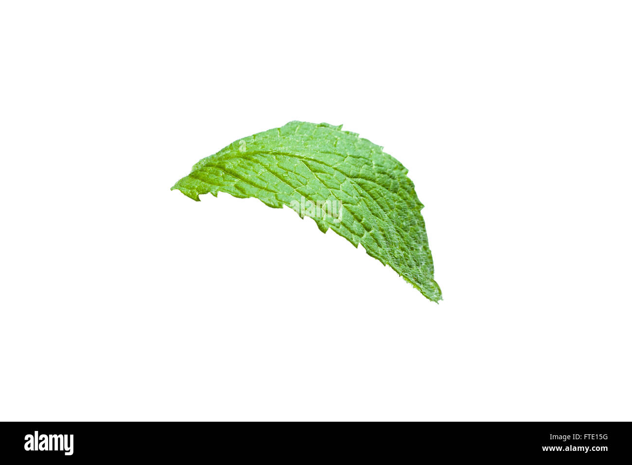 Single mint leaf isolated on white background Stock Photo