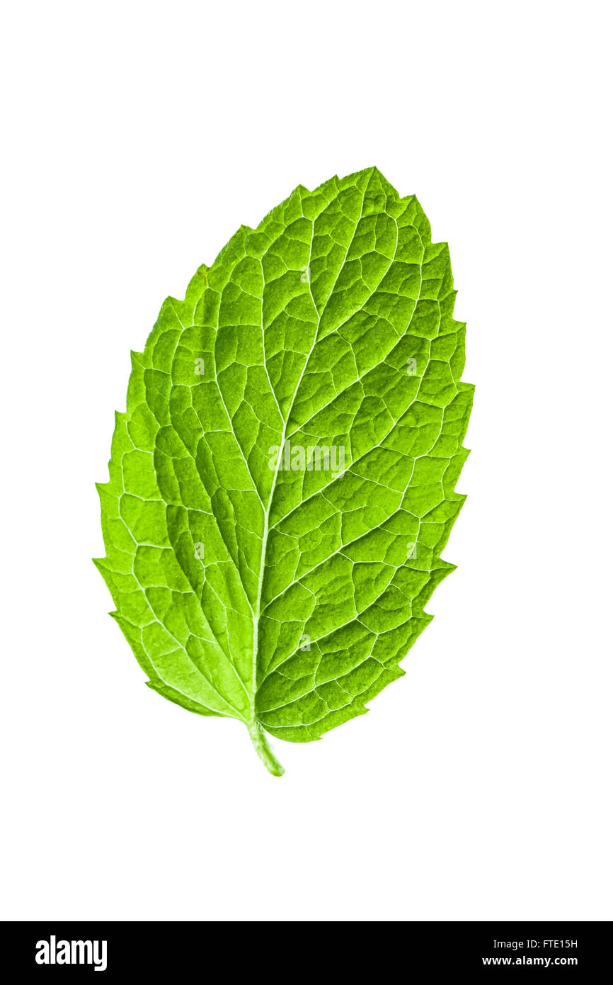 Single mint leaf isolated on white background Stock Photo Alamy
