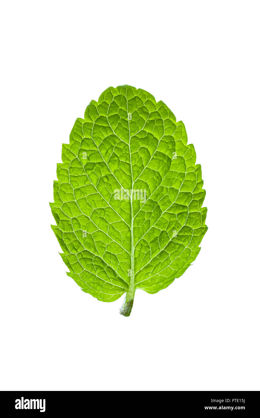 Single mint leaf isolated on white background Stock Photo