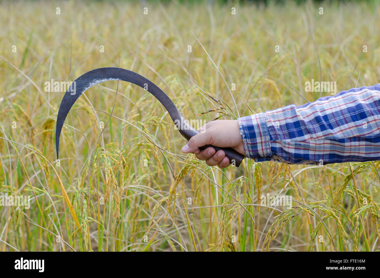 ear of rice and sickle Stock Photo