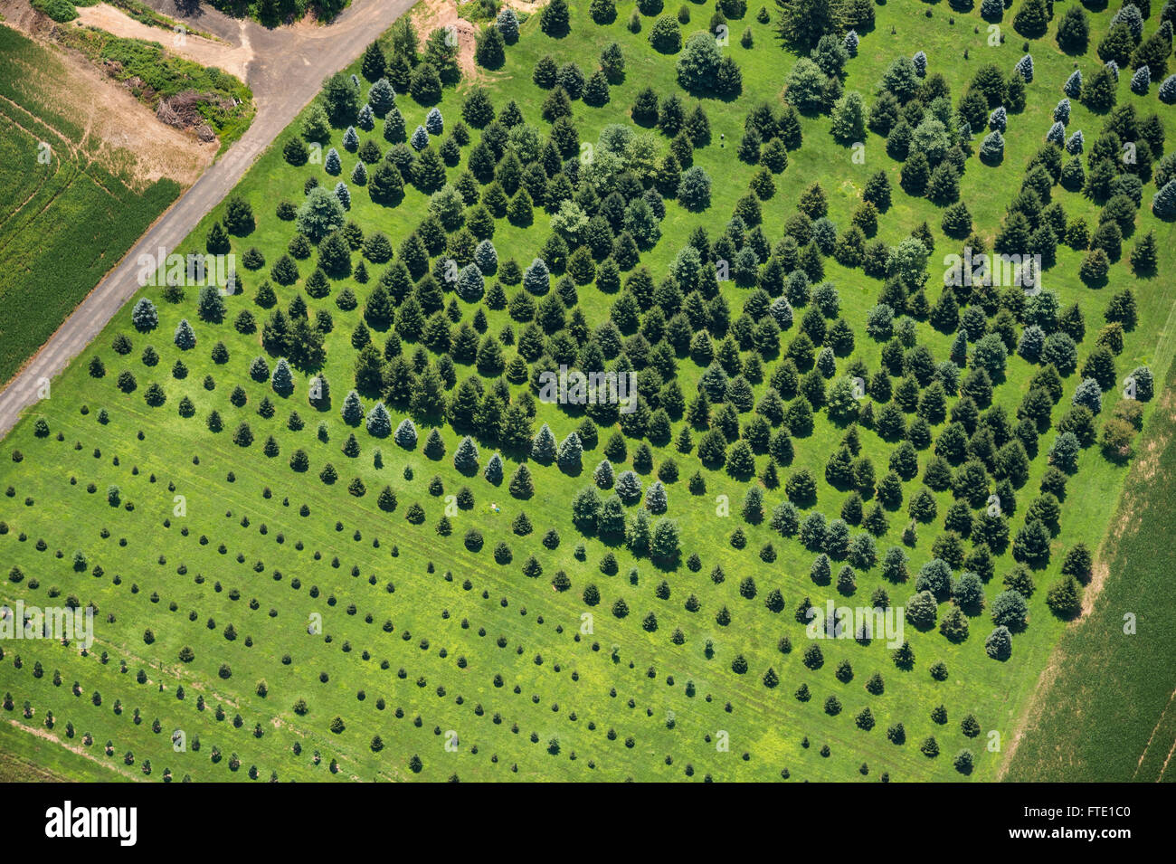Aerial View Of Tree farm Stock Photo