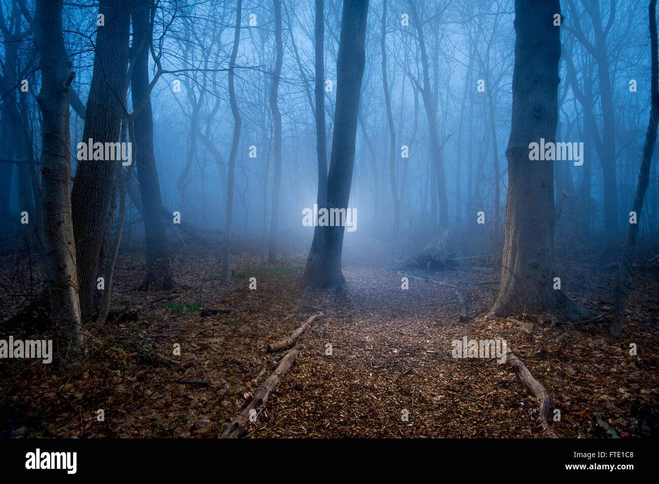 Dark foggy forest trail hi-res stock photography and images - Alamy