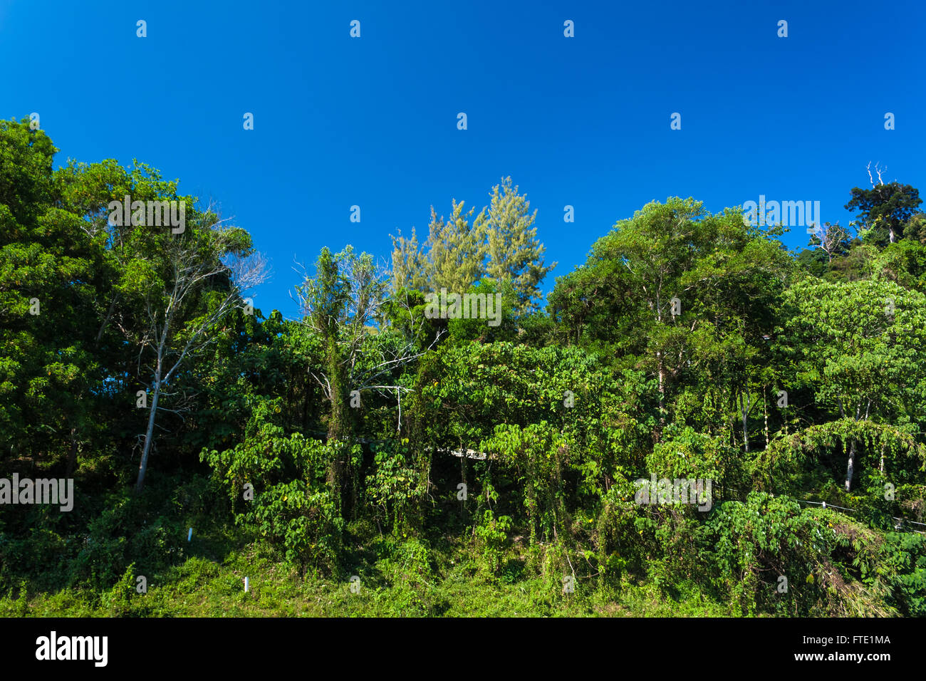 Very High Definition Treeline with a Colorful Blue Sky Stock Photo - Image  of countryside, nature: 119614296