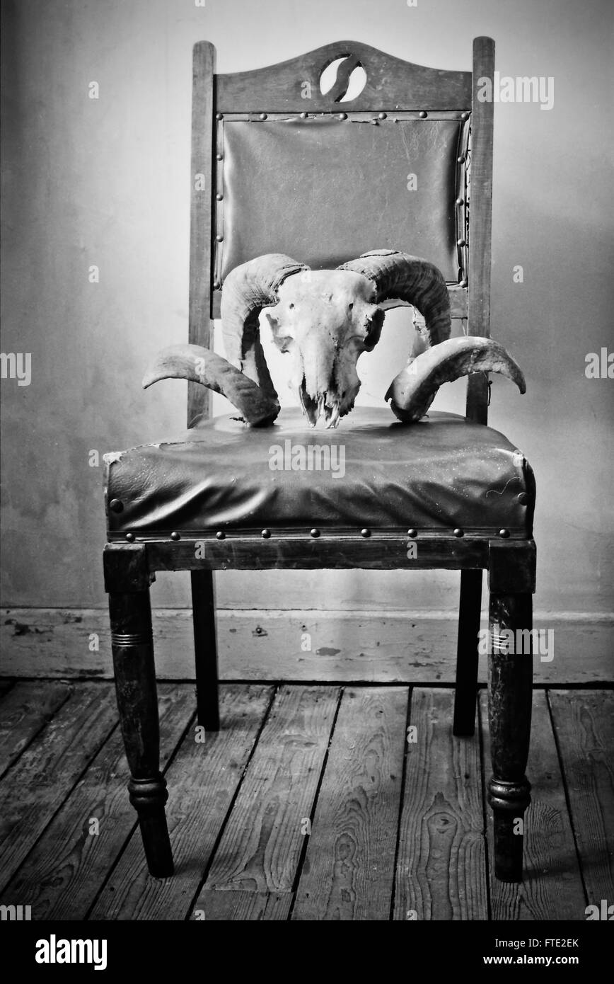 Black and white film photograph of a rams skull on a chair Stock Photo