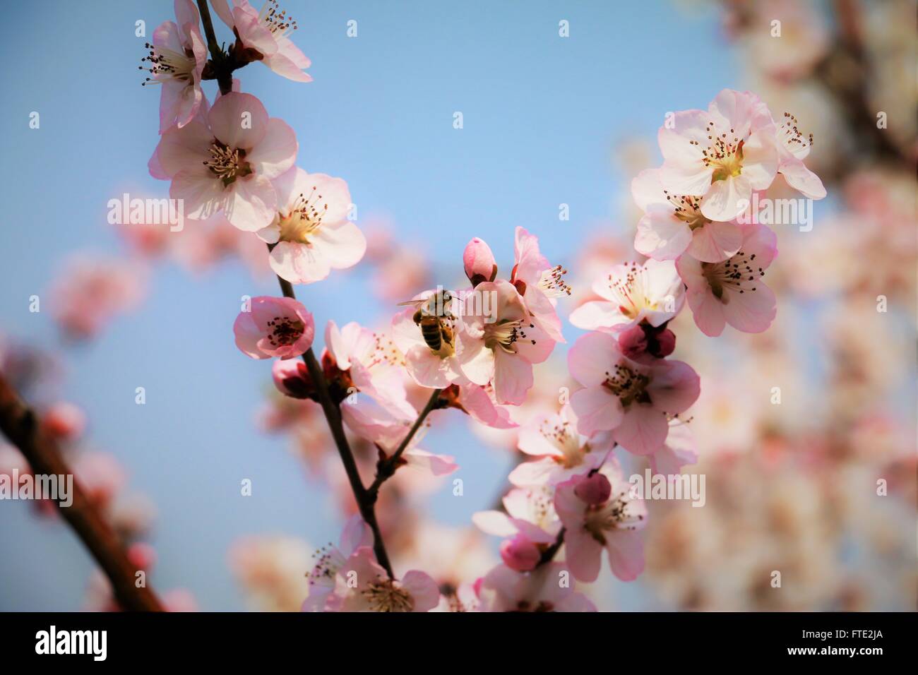 Cherry Blossoms and a Bee Stock Photo