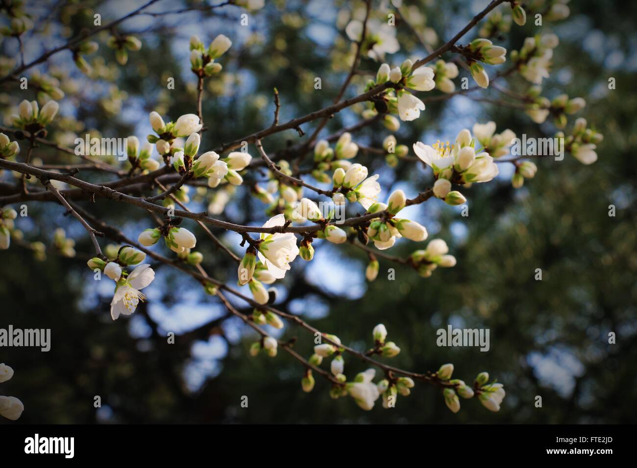 Beautiful white flowers. Spring vibes. Seasonal collection Stock Photo