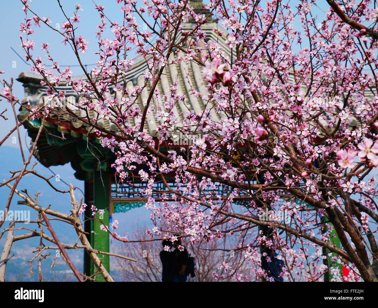 Couple in a pagoda and cherry blossom flowers in the background Stock Photo