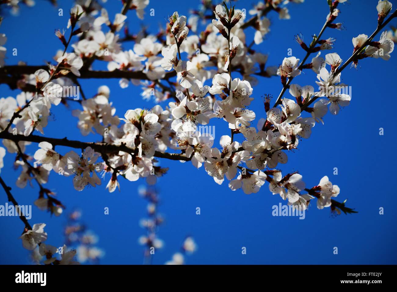 Beautiful white flowers and the blue sky Stock Photo