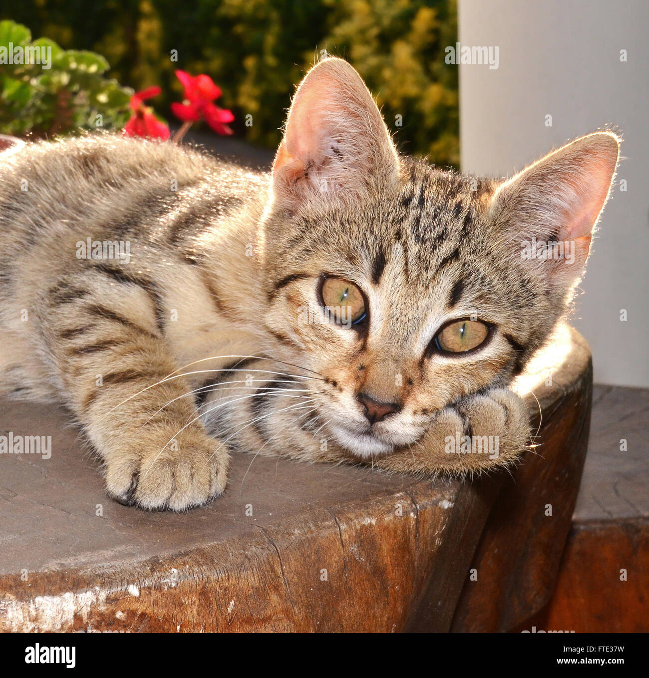 cat portrait Stock Photo