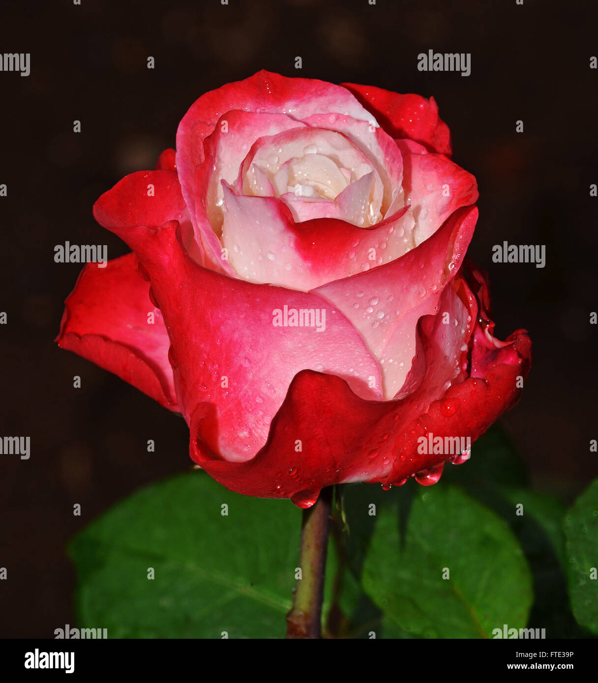 closeup of rose on black background Stock Photo