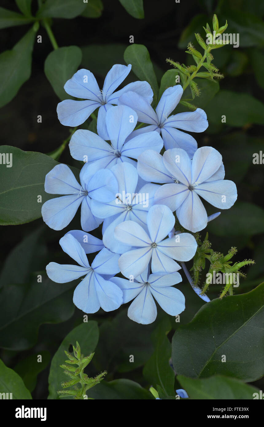 Plumbago flowers hi-res stock photography and images - Alamy