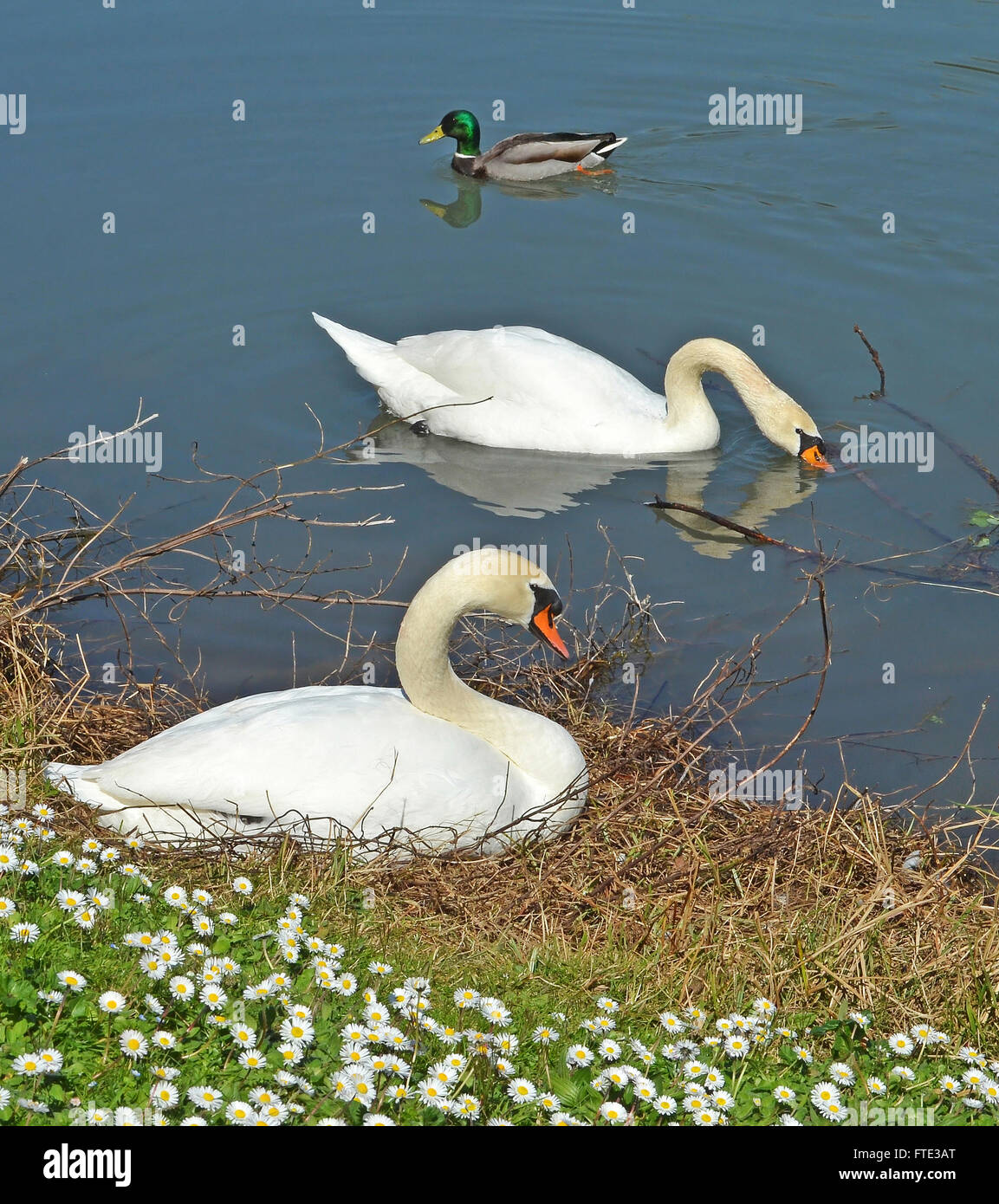 swans and mallard in the pond Stock Photo