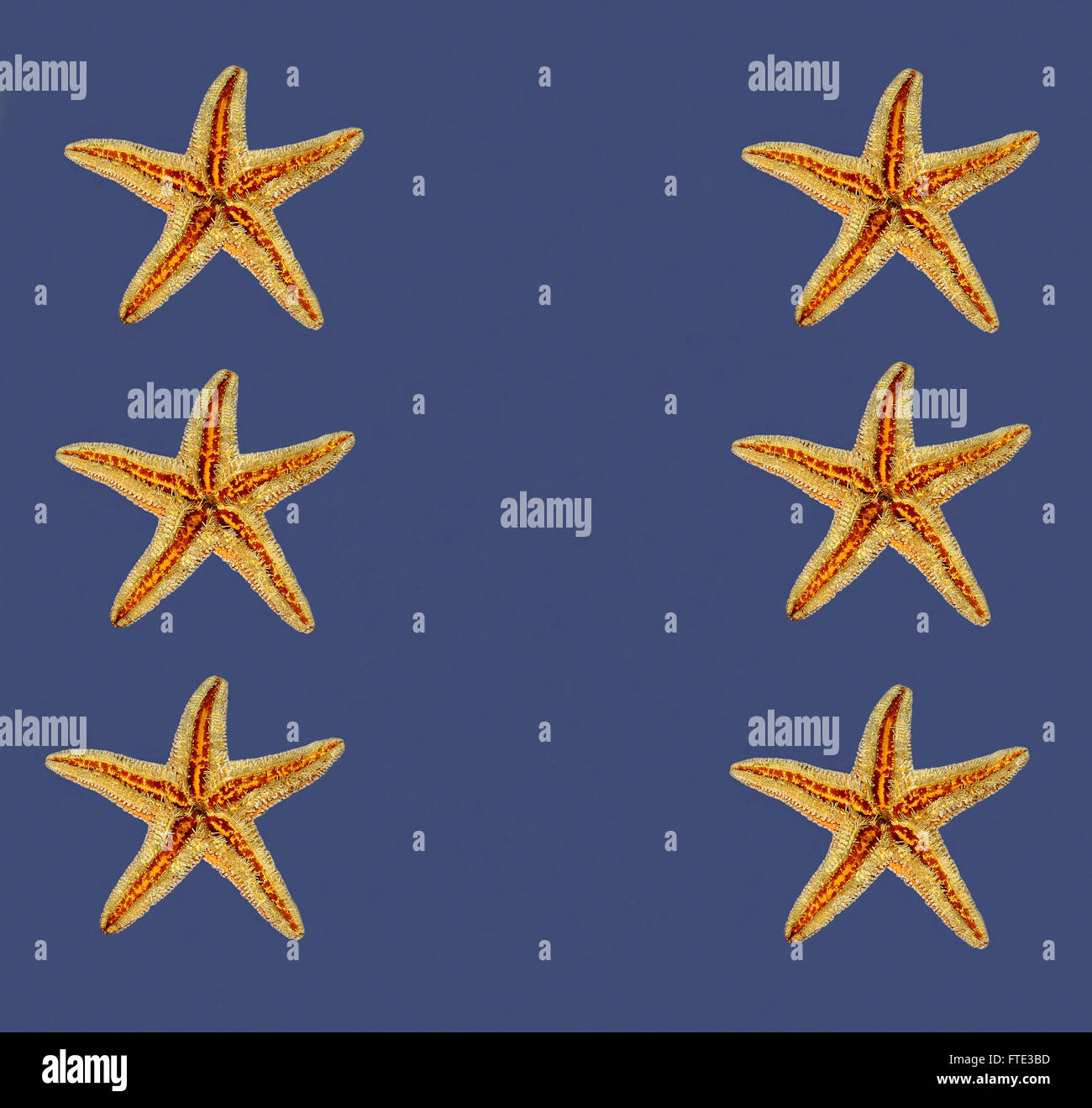 sea stars on blue background Stock Photo