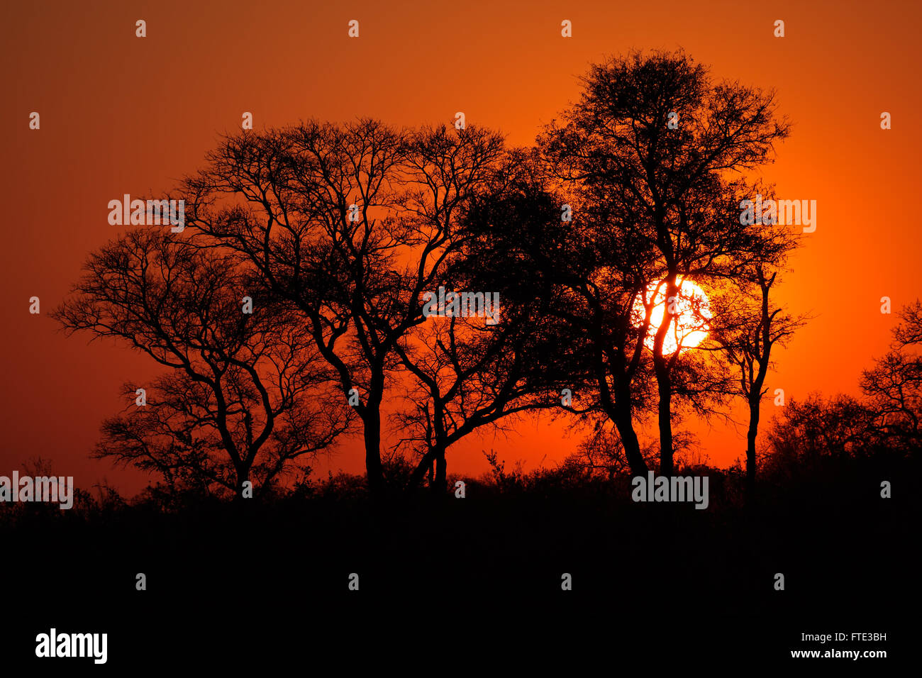 Silhouetted African savanna tree at sunset, South Africa Stock Photo