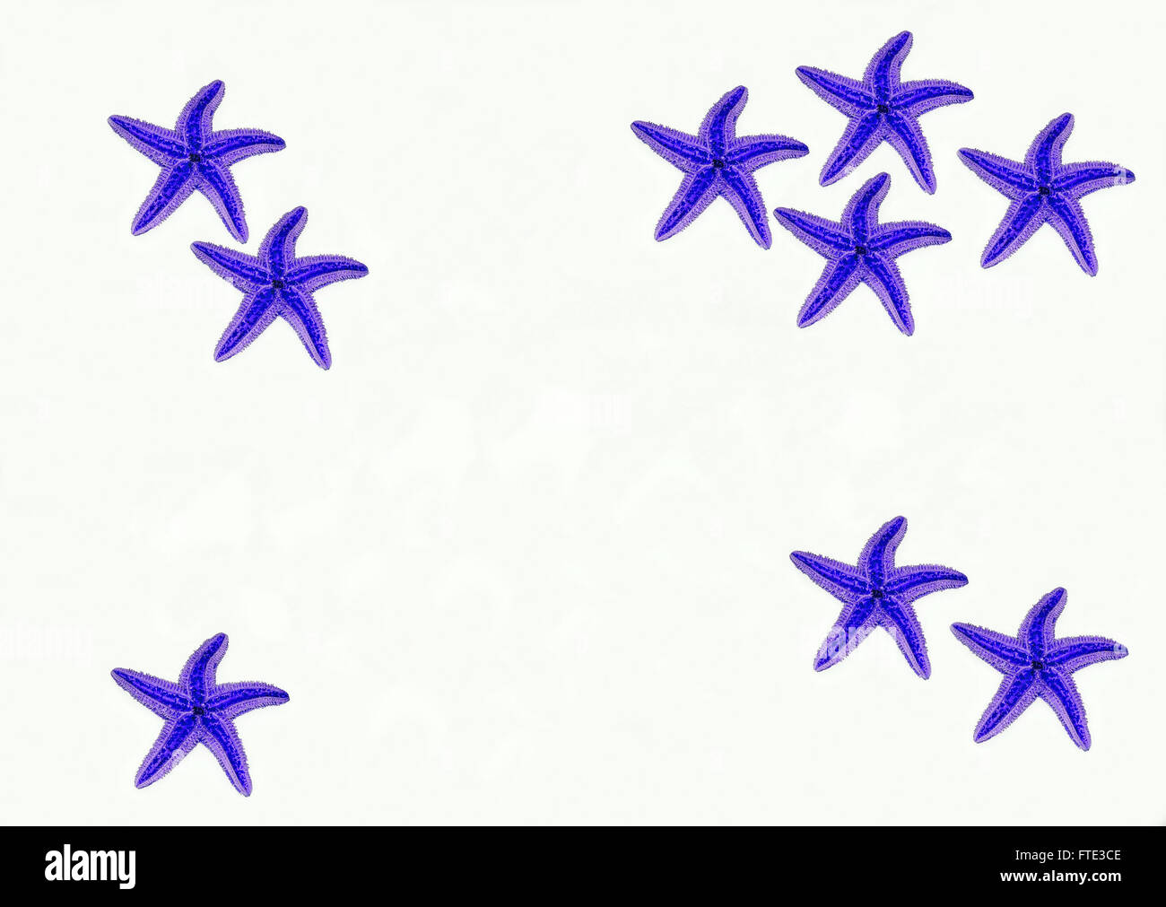 sea stars on white background Stock Photo