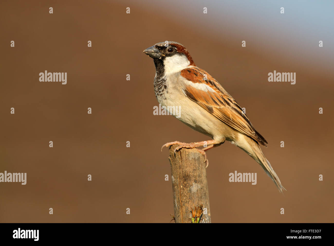 Male Indian house sparrow (Passer domesticus) perched on a branch Stock Photo