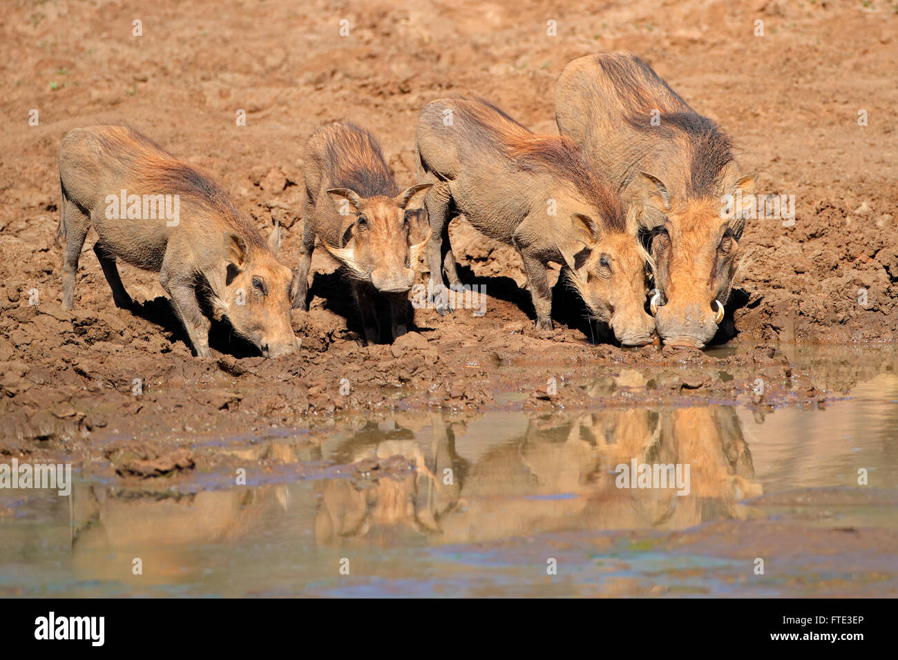 A family of warthogs (Phacochoerus africanus) drinking water, South Africa Stock Photo