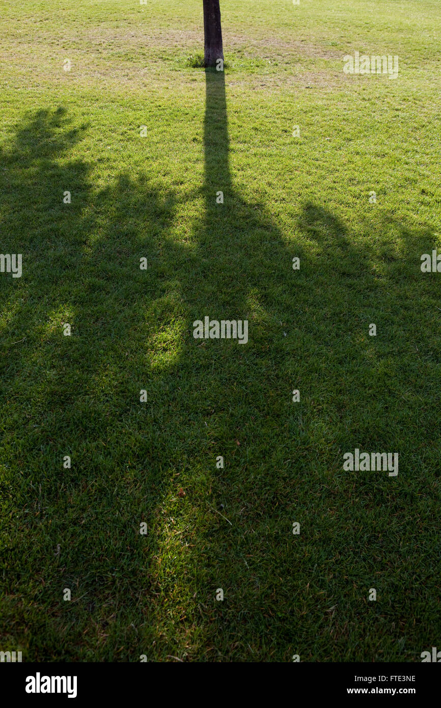 The shadow of a tree is cast over a grassy area in a park or field creating a shaded area to hide from the summer sun. Stock Photo
