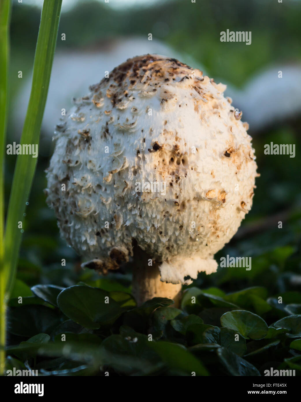 Photo of morning sunlight on shaggy wild mushroom Stock Photo