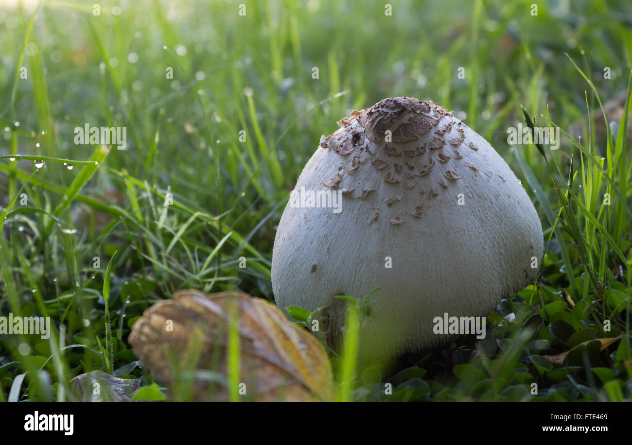 Photo of wild mushroom on dew grass Stock Photo