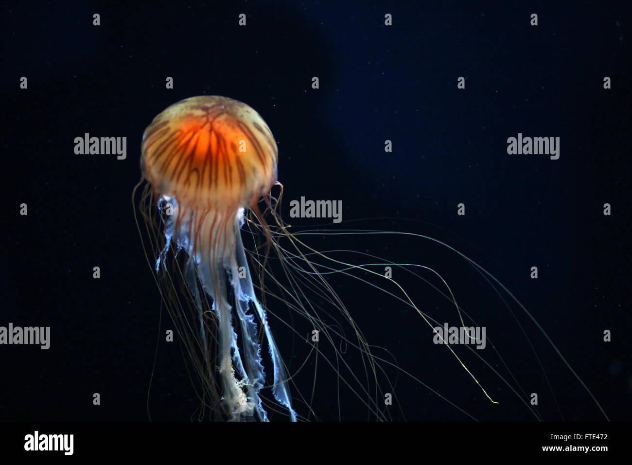 The stinging cells and venom of the compass jellyfish can produce long lasting weals in humans Stock Photo